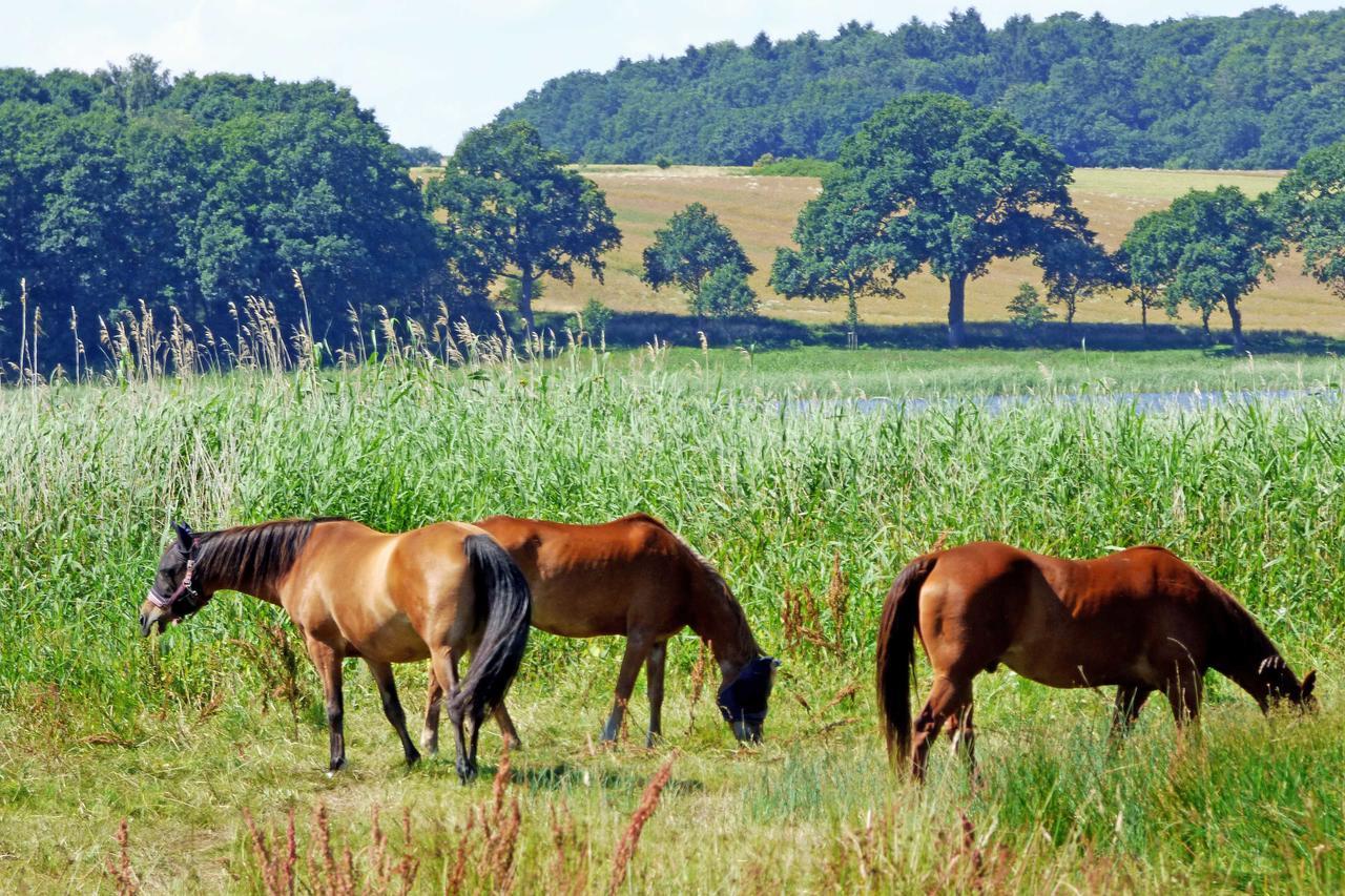 Selliner Ferienwohnungen Exteriér fotografie